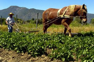 Agricultura