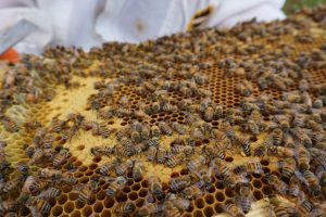 Panales de abejas