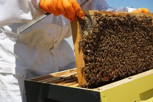 Panales de abejas